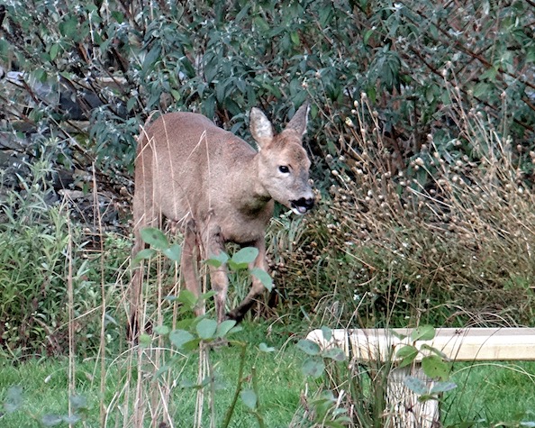 roe deer